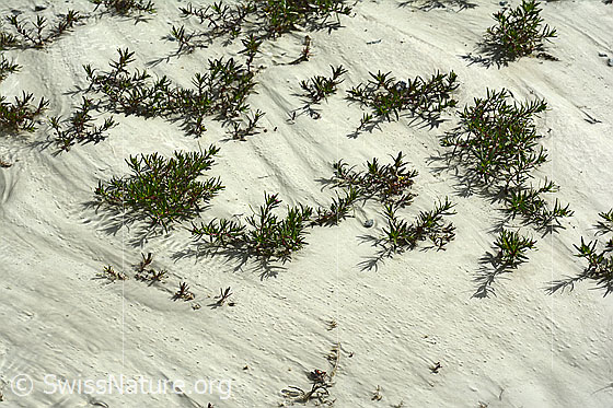 Foto: Pflanzen im Sand eines Gletschervorfelds.
