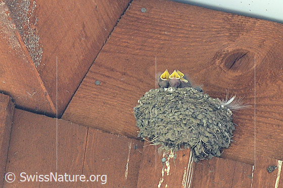 Foto: Felsenschwalben (Ptyonoprogne rupestris). Die Jungvögel sitzen im Nest und warten auf Nahrung. Sobald die Eltern in der Nähe des Nests herumkreisen und Insekten jagen, öffnen die hungrigen Jungen schon ihren Schnabel.
Umgebung: Weiler in Bergtal umgeben von Weiden, Wäldern und Felswänden. Höhe ca. 1500m ü.M.
Lat.: Ptyonoprogne rupestris
Familie: Hirundinidae (Schwalben)
