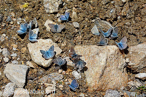 Foto: Schmetterlinge (Bläulinge) versammeln sich an einer feuchten Stelle und saugen Flüssigkeit.