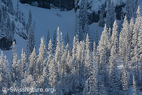 Foto: Streiflicht im Bergwald. Erste Sonnenstrahlen erleuchten den prächtigen Winterwald. Wir geniessen trotz Kälte die zauberhafte Winterstimmung im Morgenlicht.