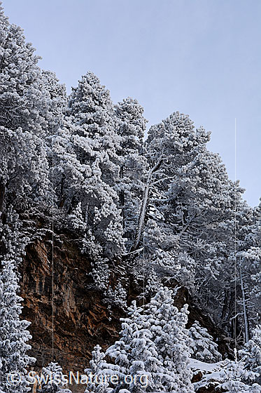 Foto: Urtümliche Stimmung im Winterwald.