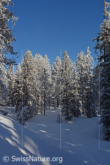 Foto: Neuschnee im Bergwald. Wir bewundern die frisch verschneiten Tannen im Sonnenlicht, welche vor dem blauen Himmel schön zur Geltung kommen.