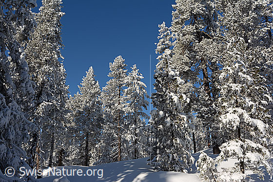 Foto: Im sonnigen Winterwald mit frisch verschneiten Tannen geniessen wir die märchenhafte Winterstimmung.