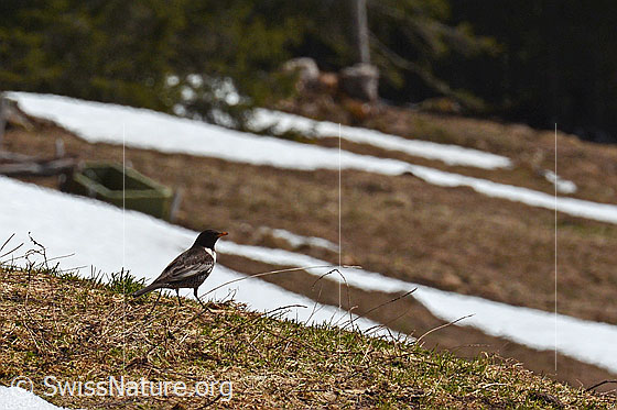Foto: Ringdrossel (Turdus torquatus)
Lat.: Turdus torquatus
Familie: Turdidae (Drosseln)
Unterordnung: Passeri (Singvögel)