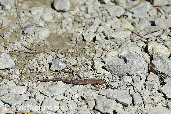Foto: Mauereidechse
Lat.: Podarcis muralis
Familie: Lacertidae