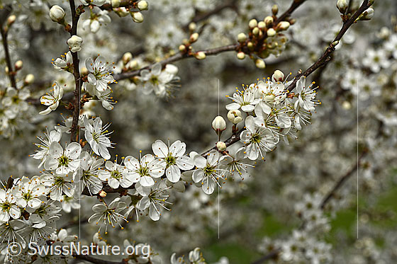 Schwarzdorn (Prunus spinosa)