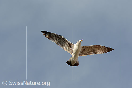 Foto: Fliegende Möwe.