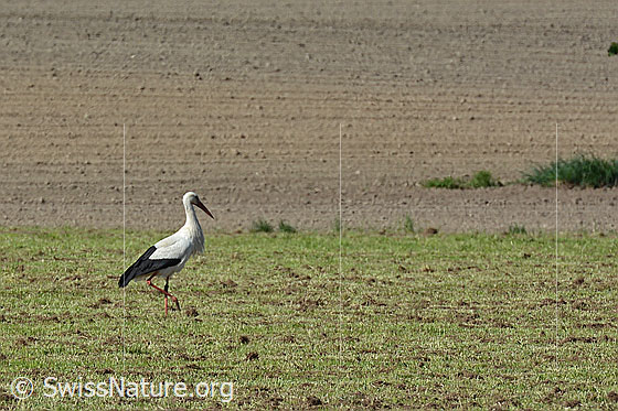 Foto: Weissstorch (Ciconia ciconia) auf Futtersuche. Alias: Storch, Klapperstorch.
Umgebung: Landwirtschaftsland in Moorebene (Naturschutzgebiet). Ca. 500m ü.M.
Lat.: Ciconia ciconia
Familie: Ciconiidae (Störche)