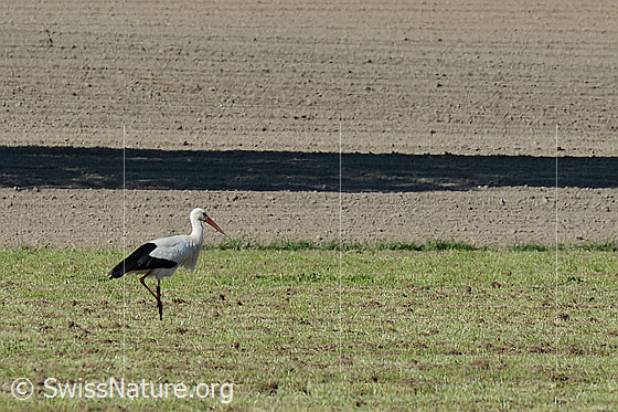Foto: Storch auf Nahrungssuche. Weissstorch (Ciconia ciconia)
Umgebung: Landwirtschaftsland in Moorebene (Naturschutzgebiet). Ca. 500m ü.M.
Lat.: Ciconia ciconia
Familie: Ciconiidae (Störche)