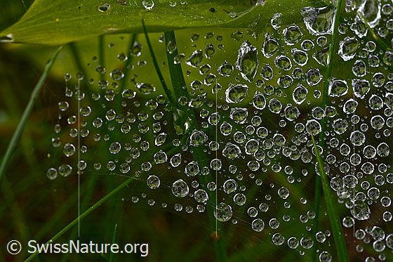 Foto: Zahlreiche Wassertropfen in Spinnennetz.