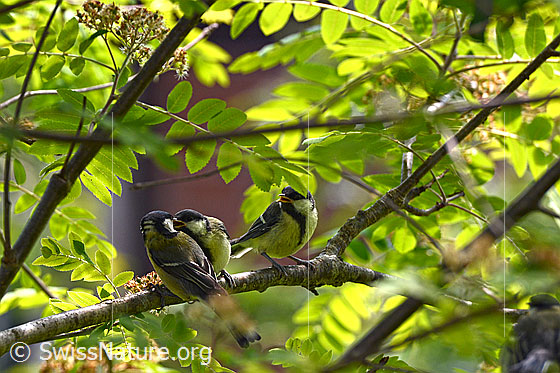 Photo: Young great tits (Parus major) are fed.
Lat.: Parus major
Family: Paridae
Genus: Parus