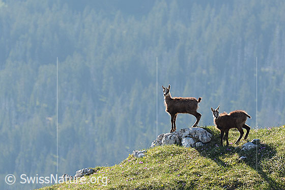 Foto: Zwei Gämsen (Rupicapra rupicapra) auf Vorsprung.