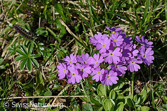 Foto: Blüten der Mehlprimel.