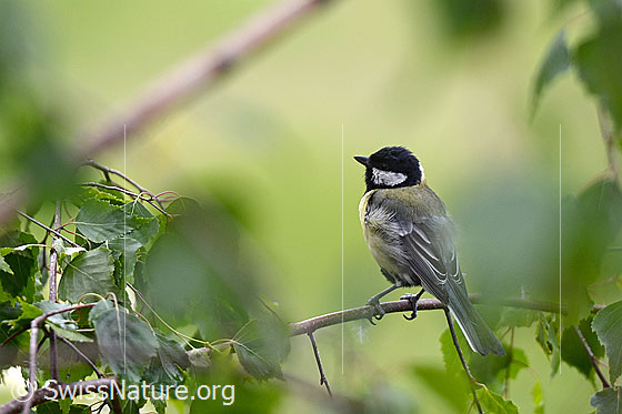 Photo: Great tit (Parus major) sitting on thin branch.
Lat.: Parus major
Family: Paridae
Genus: Parus