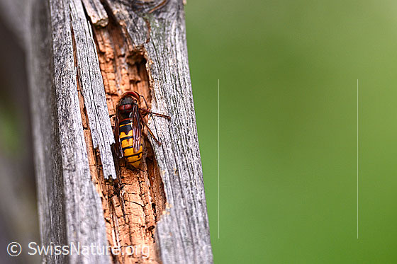 Foto: Hornisse (Vespa crabro) beim Abtragen von Holzfasern, welche für den Nestbau benötigt werden.