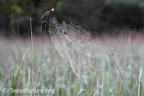 Foto: Spinnennetz.