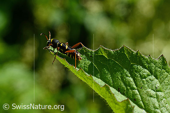 Foto: Gemeiner Widderbock (Clytus arietis). Alias: Echter Widderbock sowie Wespenbock. Länge 7-14mm.