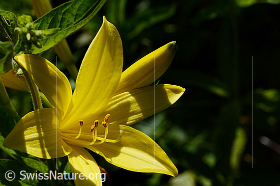 Gelbe Taglilie (Hemerocallis lilioasphodelus)