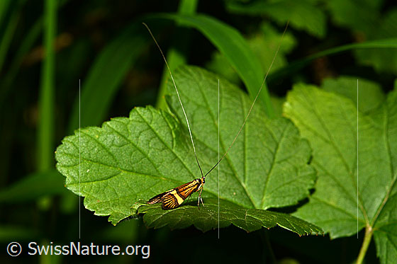 Foto: Gebänderte Langhornmotte (Nemophora degeerella). Männchen. Auf Blatt sitzend.