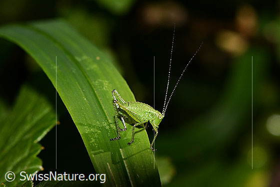 Punktierte Zartschrecke (Leptophyes punctatissima)