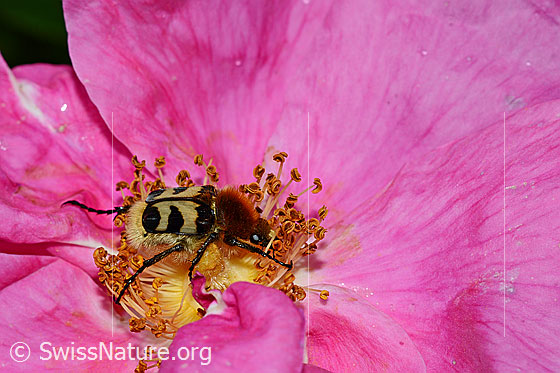 Foto: Gebänderter Pinselkäfer (Trichius fasciatus) in Rosenblüte.