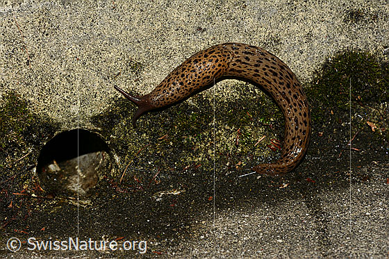 Foto: Grosser Schnegel (Limax maximus).