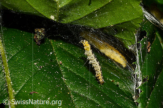 Foto: Wahrscheinlich Raupe der Traubenkirschen-Gespinstmotte (Yponomeuta evonymella) auf Blatt einer Buche. Länge 15mm.