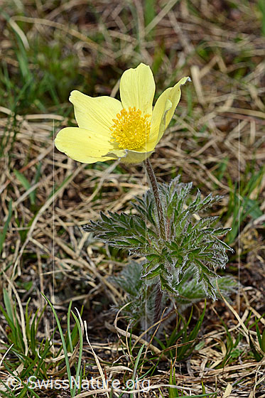 Foto: Schwefel-Anemone (Pulsatilla alpina subsp. apiifolia). Blüte, kurz vor dem verblühen..