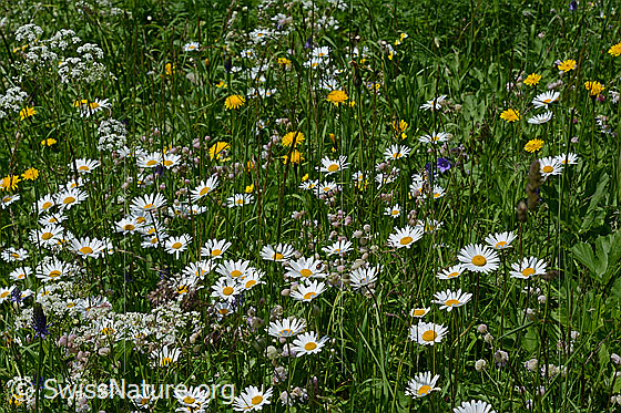 Foto: Blumenwiese.