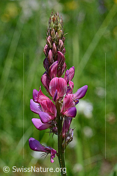 Foto: Saat-Esparsette, Blütenstand
Lat.: Onobrychis viciifolia 
Familie: Fabaceae (Schmetterlingsblütler)