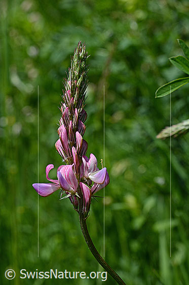 Foto: Saat-Esparsette (Onobrychis viciifolia), Blütenstand
Umgebung: Wiese. Höhe: ca. 1550m ü.M.
Lat.: Onobrychis viciifolia 
Familie: Fabaceae (Schmetterlingsblütler)