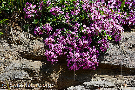 Foto: Rotes Seifenkraut, über kleinen Fels herabhängend.
Umgebung: Strassenrand. Höhe: 1550m ü.M.
Lat.: Saponaria ocymoides
Familie: Caryophyllaceae (Nelkengewächse)