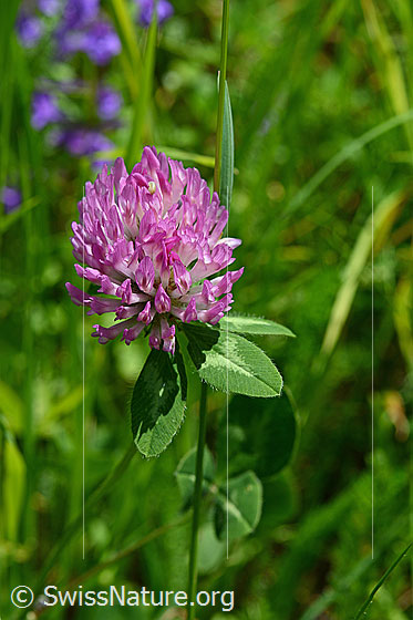 Blüte des Rot-Klees