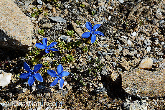 Foto: Schleichers Enzian, Blühend. In karger Umgebung.
Lat.: Gentiana schleicheri
Familie: Gentianaceae (Enziangewächse)