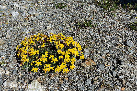 Foto: Alpen-Hornklee (Lotus alpinus) auf Alluvialboden (Schwemmboden, hier im Gletschervorfeld)