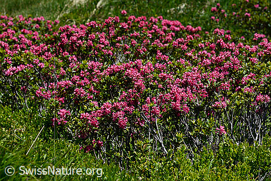 Foto: Rostblättrige Alpenrose
Lat.: Rhododendron ferrugineum
Familie: Ericaceae (Heidekrautgewächse)