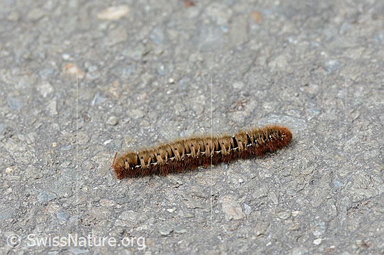 Eichenspinner (Lasiocampa quercus), Raupe