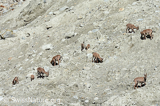 Photo: Alpine ibex (Capra ibex) in a herd. The ibex, ibex goats and ibex fawns lick sand, presumably to absorb minerals.
Family: Bovidae
Genus: Capra