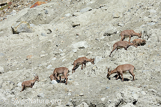 Alpine ibex (Capra ibex) in a herd