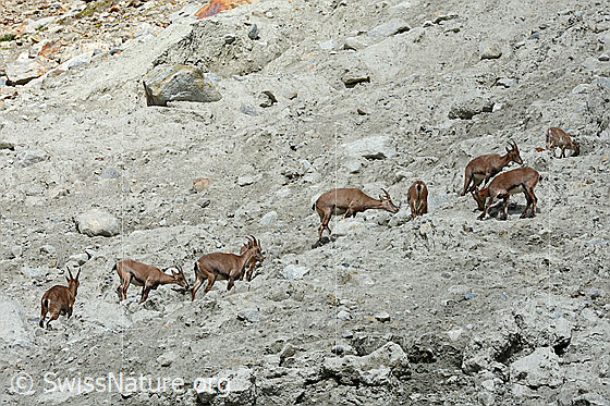 Photo: Alpine ibex (Capra ibex) in a herd. The ibex, ibex goats and ibex fawns lick sand, presumably to absorb minerals.
Family: Bovidae
Genus: Capra