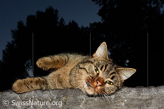 Foto: Hauskatze (Felis catus) geniesst den lauen Sommerabend auf der noch warmen Mauer.
Umgebung: Stadt
Lat.: Felis catus
Familie: Felidae (Katzen)
Unterfamilie: Felinae (Kleinkatzen)
Gattung: Felis (Echte Katzen)
