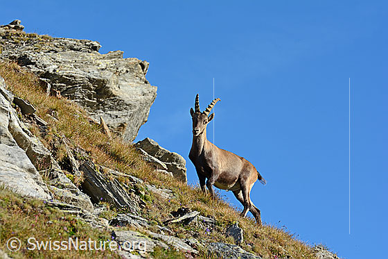 Foto: Alpensteinbock (Capra ibex). Beobachtet die Fotografin.