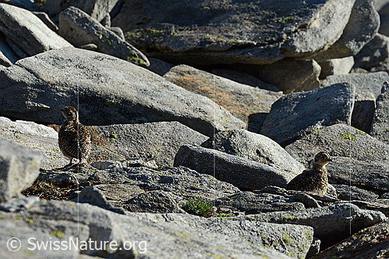 Foto: Schneehuhn Küken
Lat.: Lagopus mutus 
Familie: Hühnervögel