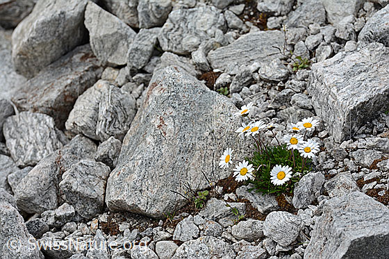 Foto: Gewöhnliche Alpenmargerite in karger Umgebung (Geröllhalde).
Lat.: Leucanthemopsis alpina
Familie: Asteraceae (Korbblütler)
