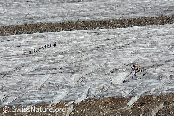Foto: Alpinisten auf dem Grossen Aletschgletscher.