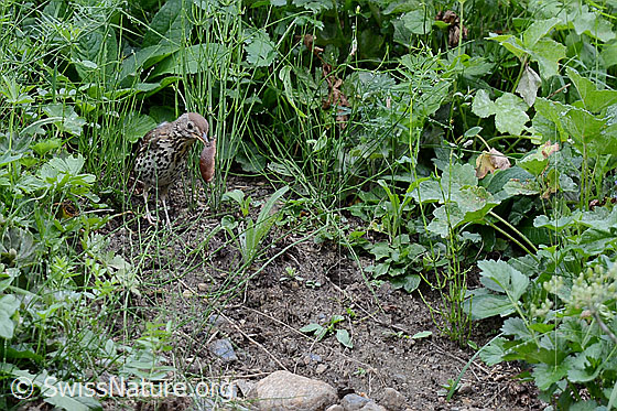 Foto: Junger Vogel.