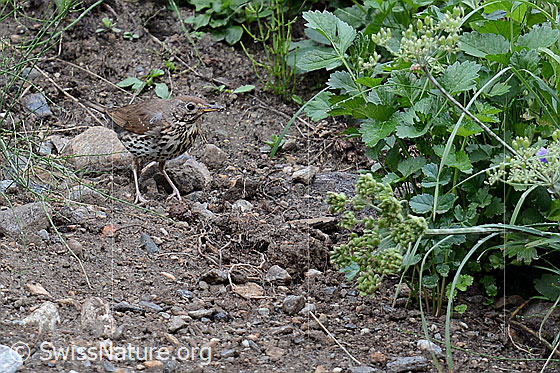 Foto: Jungvogel.