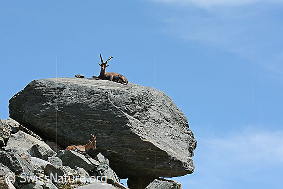 Foto: Steinbock (Capra ibex) liegt auf grossem Felsblock.
Lat.: Capra ibex
Ordnung: Artiodactyla (Paarhufer)
Familie: Bovidae (Hornträger)
Unterfamilie: Antilopinae
Gattung: Capra (Ziegen)