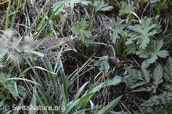 Foto: Junger Vogel.