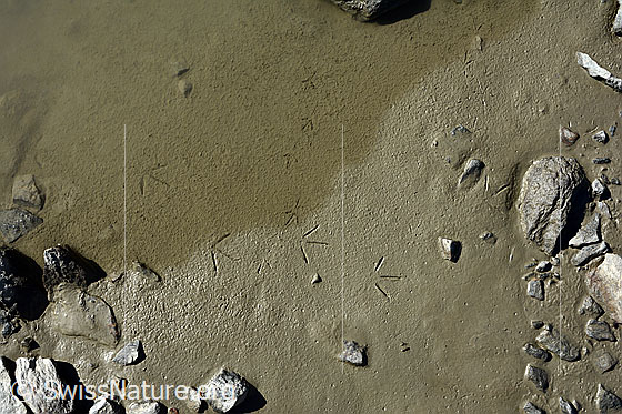 Foto: Spuren im Sand